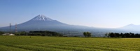 富士山と茶畑　ﾊﾞﾅｰ